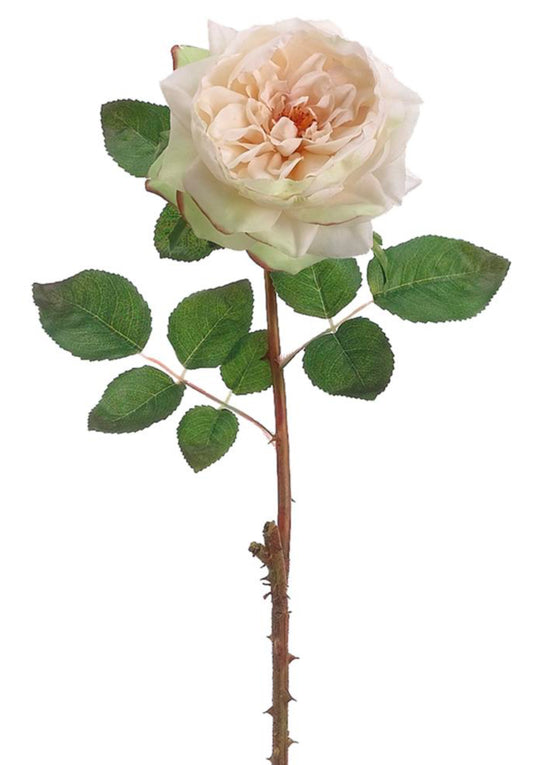 English Rose Stem